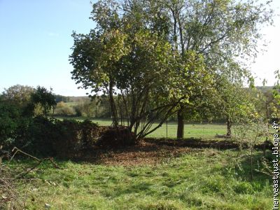 Les arbres respirent enfin.